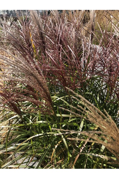 Міскантус китайський `Королева Інгрід`